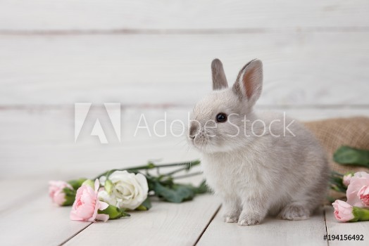 Picture of Easter bunny rabbit with spring flowers on white wooden planks Easter holiday concept
